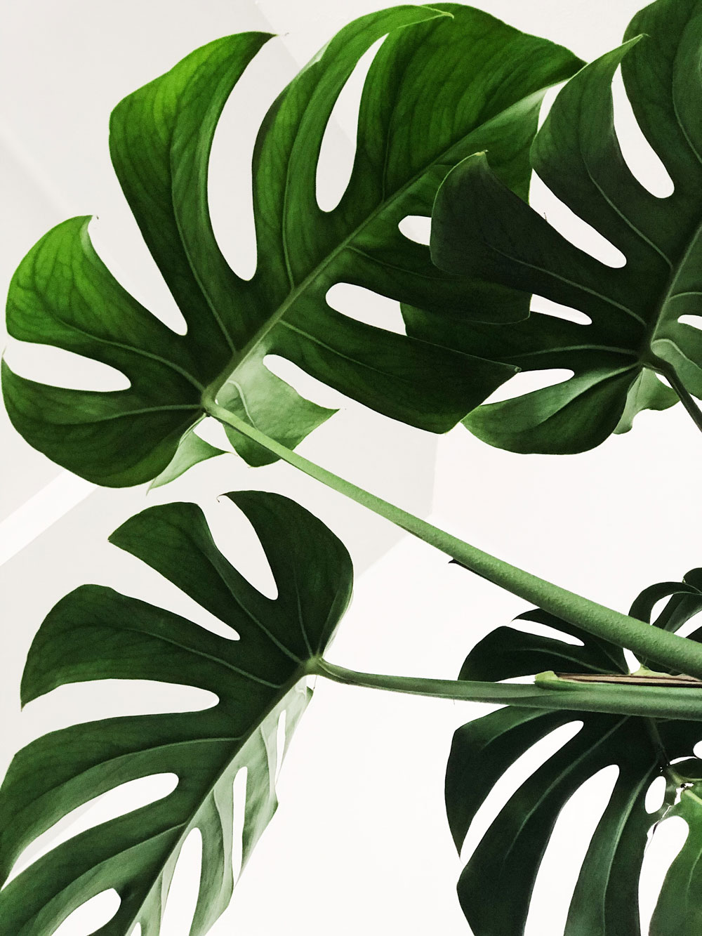 Leaf placeholder