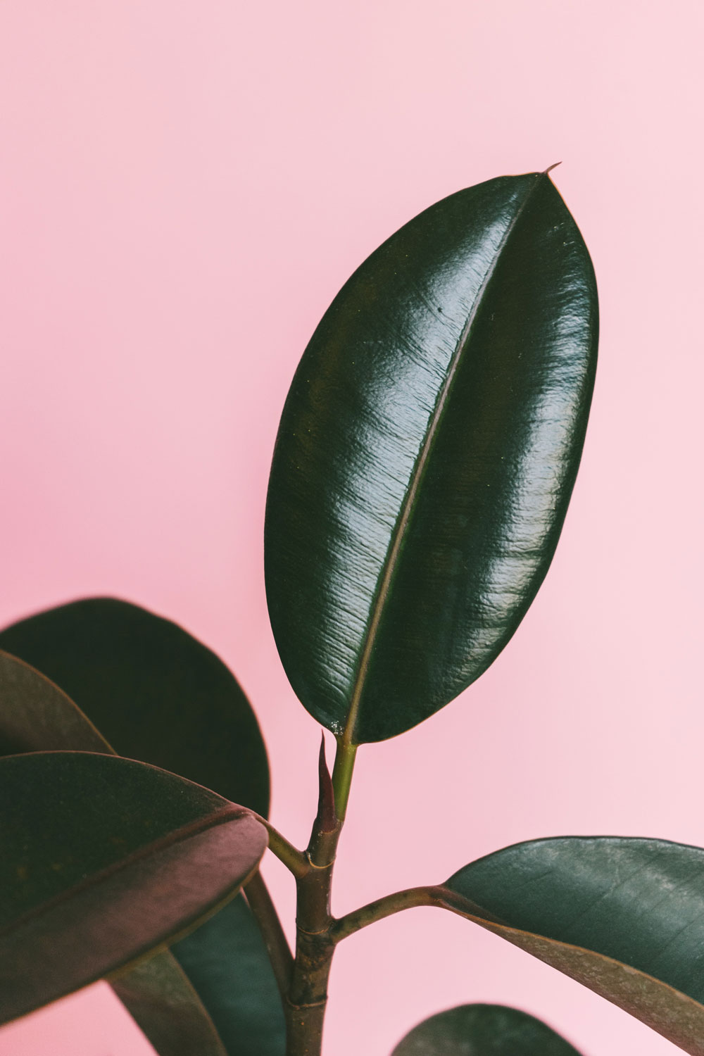 plant against pink background
